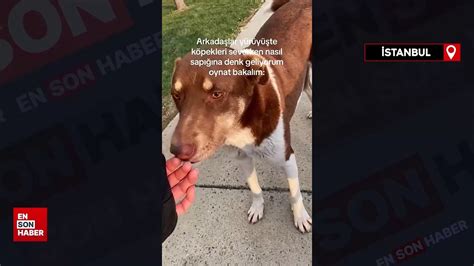 B­e­l­e­d­i­y­e­ ­B­a­ş­k­a­n­ı­ ­s­e­v­d­i­ğ­i­ ­k­ö­p­e­ğ­i­n­ ­s­a­l­d­ı­r­ı­s­ı­n­a­ ­u­ğ­r­a­d­ı­